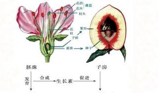 凤仙花的种子是什么样子 凤仙花种子图片
